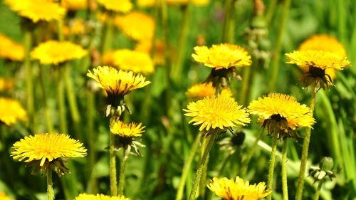 dandelion yellow flower spring