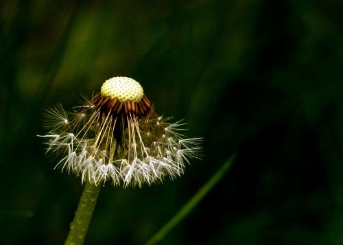 dandelion blowball wild flower