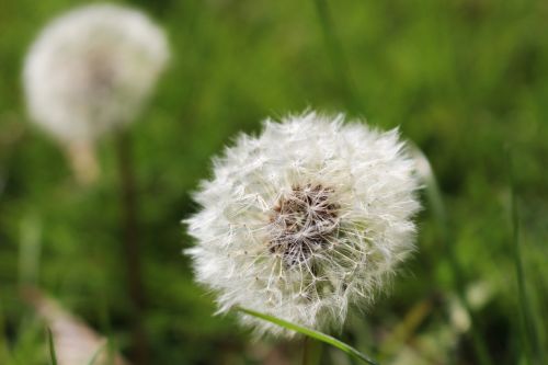 dandelion flower nature