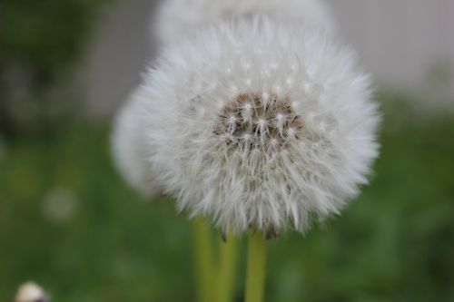 dandelion flower buttercup