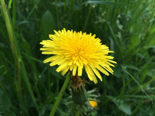 dandelion blossom bloom