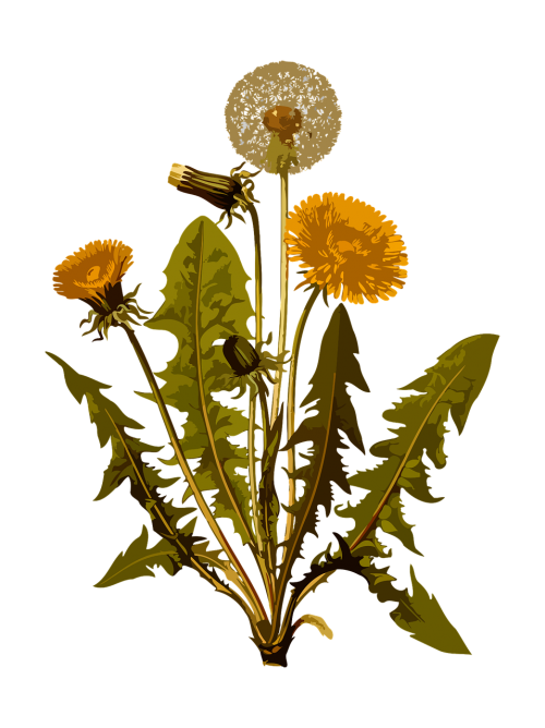 dandelion herbal medicinal