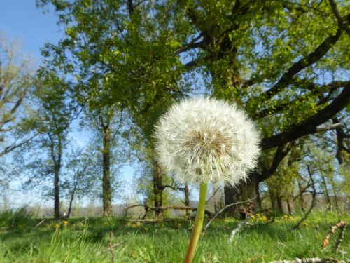 dandelion outdoors wish