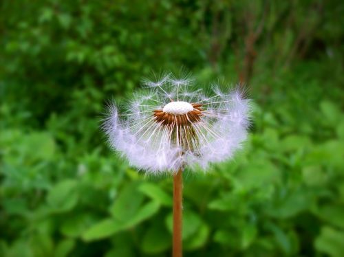 Dandelion