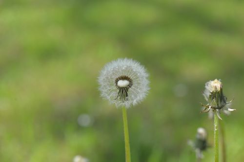 dandelion seeds pointed flower