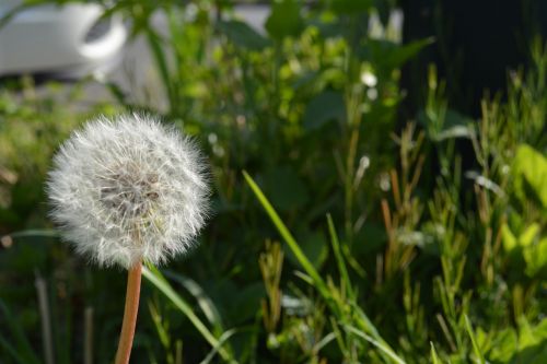 dandelion flower