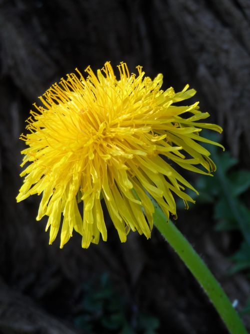 dandelion blossom bloom