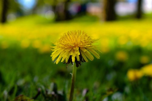 dandelion field flowers