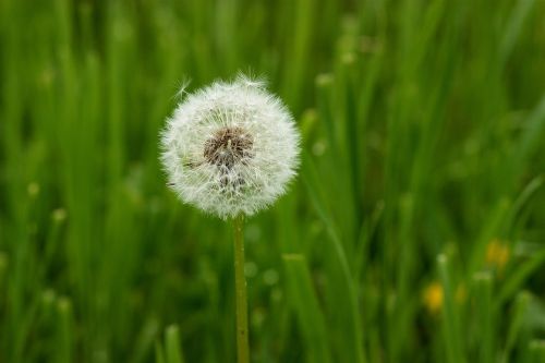 dandelion down plant