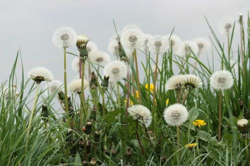 dandelion down plant