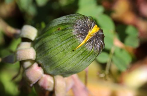dandelion bud pointed flower