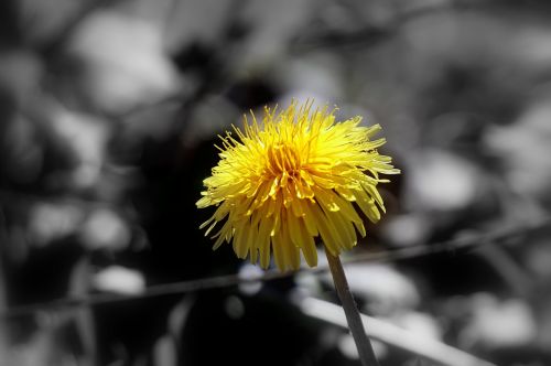 dandelion flower wild flora