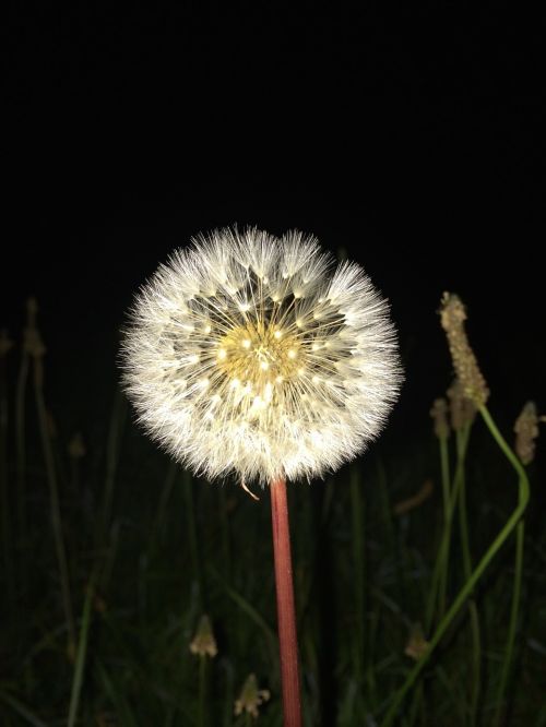 dandelion night dark