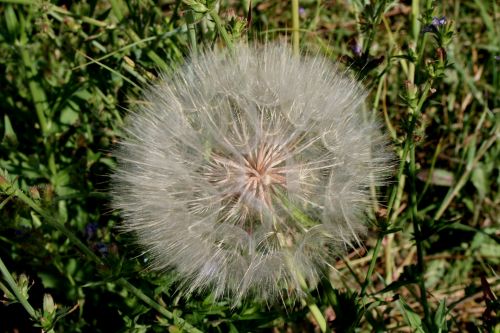 Dandelion