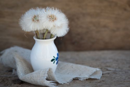 dandelion tussilago farfara seeds