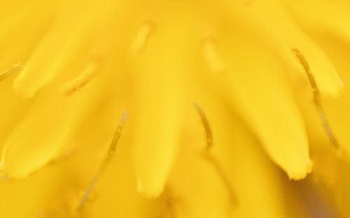 dandelion tooth lion nature