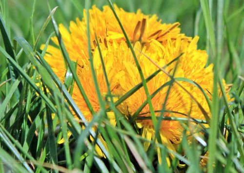 dandelion grass nature