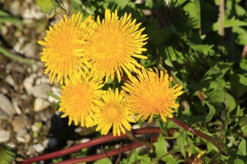 dandelion yellow plant