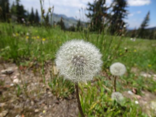 dandelion mountains meadow