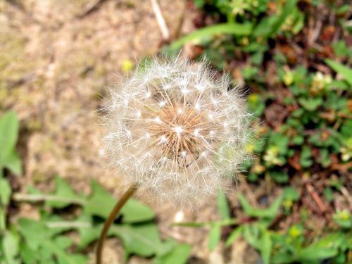 Dandelion