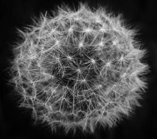 dandelion fibonacci abstract