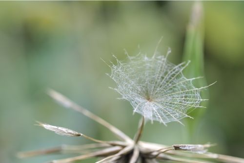 dandelion seeds screen