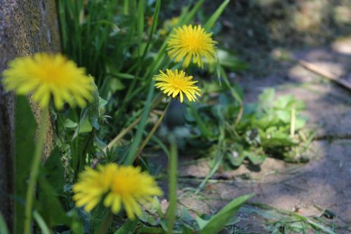 dandelion plant pointed flower