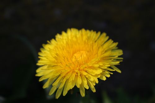 dandelion blossom bloom