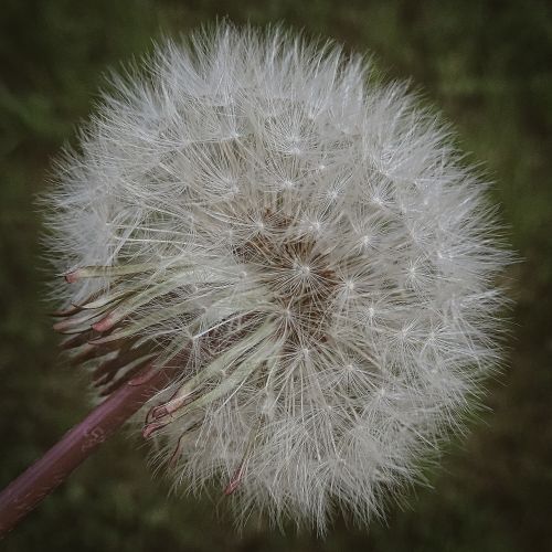 dandelion spring nature