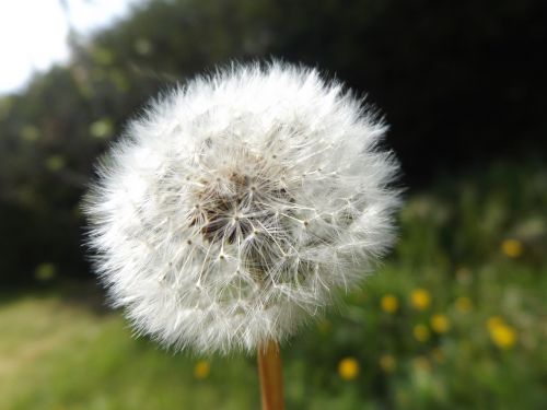 dandelion flowers white