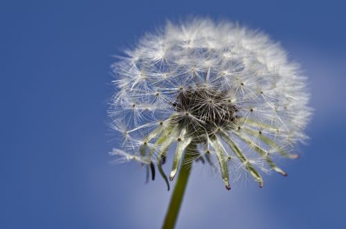 dandelion close spring