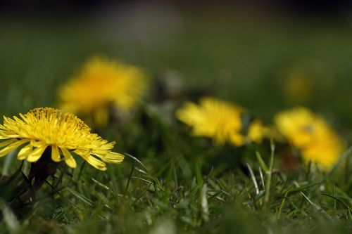 dandelion flower grass