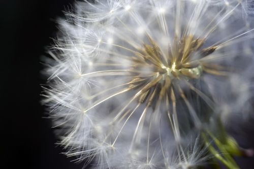 dandelion flower nature