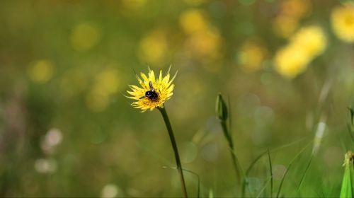 dandelion bee yellow