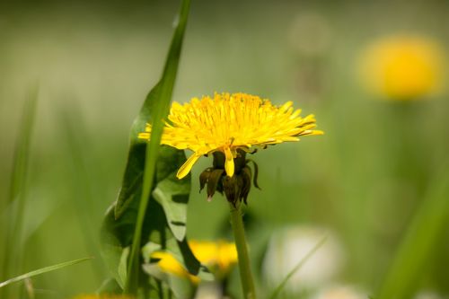 dandelion yellow flower