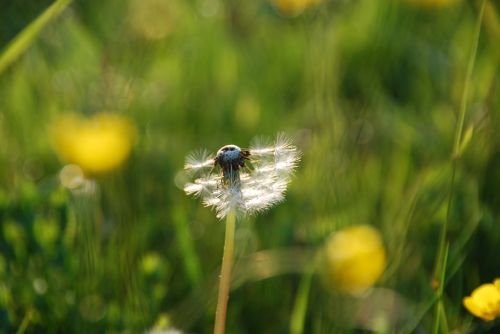 dandelion pointed flower grass