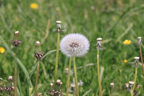 dandelion flower meadow