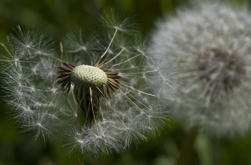 dandelion flower meadow meadow