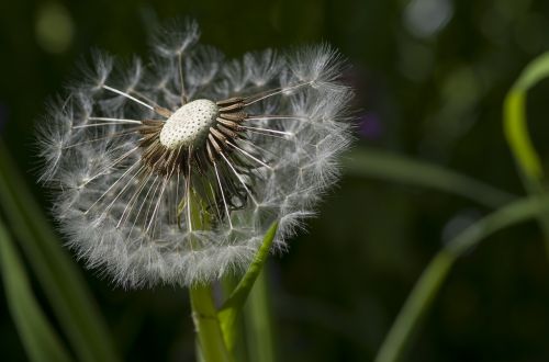 dandelion flower meadow meadow