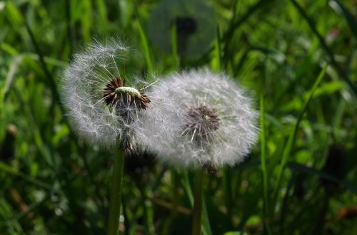 dandelion flower meadow meadow