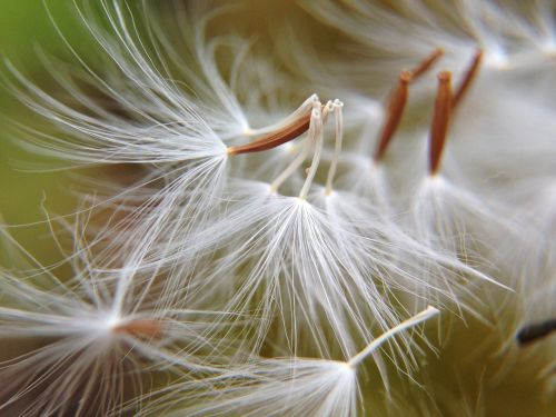 dandelion flowers light