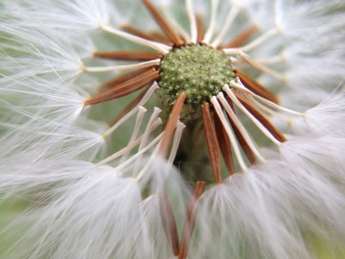 dandelion nature light