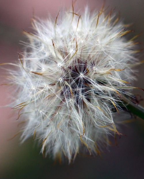 dandelion weed seeds