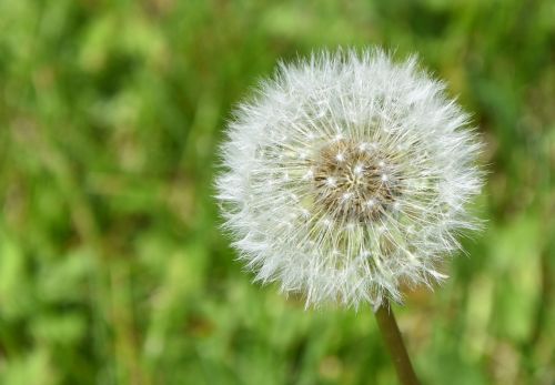 dandelion yellow nature