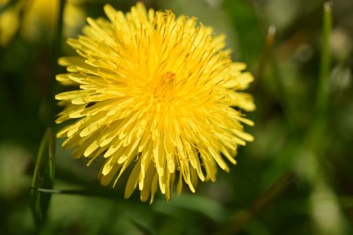 dandelion blossom bloom