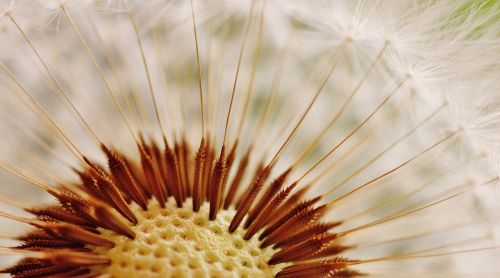 dandelion plant nature