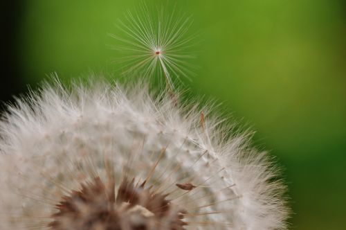 dandelion plant nature