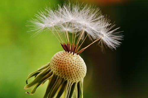 dandelion plant nature