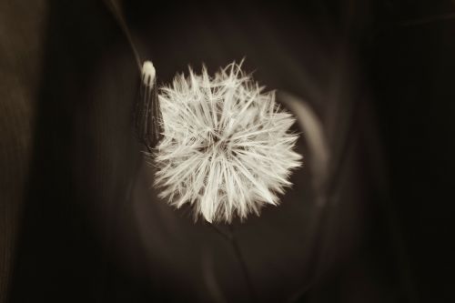 dandelion flowers white