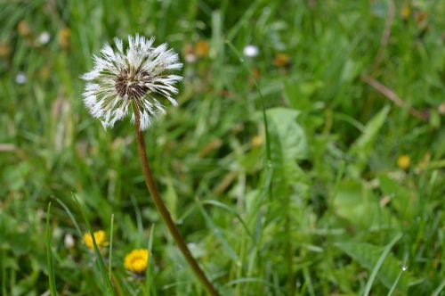 dandelion grass nature